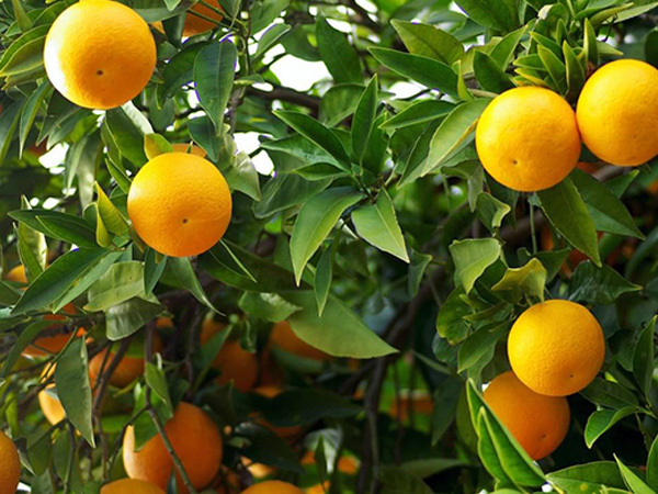 摻混肥料客戶(hù)案例展示